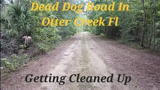 ‎Dead Dog Road In Otter Creek Fl Is Getting Cleaned Up. Road Is Starting To Look Better