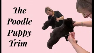 The Poodle Puppy Trim