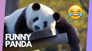 Funny And Cute Panda Compilation 🐼TRY NOT TO LAUGH - Tricksy Pets Video