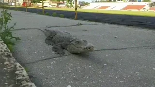 По улицам Анапы разгуливал сбежавший с фермы крокодил