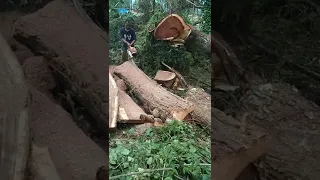 Cutting Massive Acacia Tree|Chainsaw| KINOLOS TV