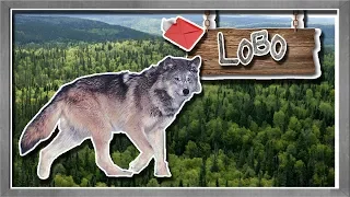 lobo: El cazador de los bosques del norte - documental de animales salvajes