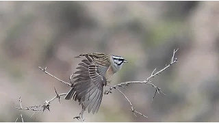 Singing Rock Bunting - Emberiza cia - Grijze gors / Rio Monnegre - Spain / 17-4-2016