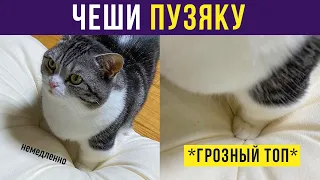 Приколы с котами. ЧЕШИ ПУЗЯКУ! | Мемозг #315