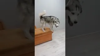 Никак не решится😂🐕🐶#умныесобаки#приколы#прикольноевидео#смешно#собака