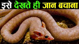 इस जानवर को देखते ही दूर भागना | Scientists Are Freaking Out Over This Newly Discovered Species