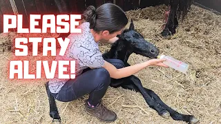 Would this newborn survive? A fight between life and death | Friesian Horses