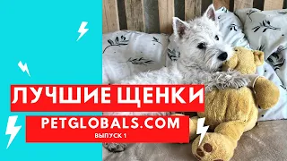 ЛУЧШИЕ щенки PetGlobals.com (выпуск №1)
