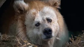 Elderly circus bear tastes freedom after 20 years