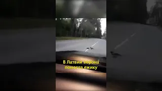 🦔Ворона Помогает Ежику Перейти Дорогу🐦‍⬛