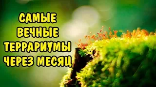 САМЫЕ ВЕЧНЫЕ ТЕРРАРИУМЫ ЧЕРЕЗ МЕСЯЦ. THE MPST ETHERNAL UPDATE