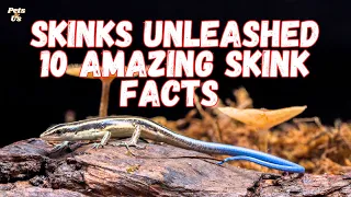 Facts about Skinks🦎 | Skinks Unleashed: 10 Amazing Skink facts | Pets and Us