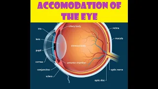 Accommodation of the Eye