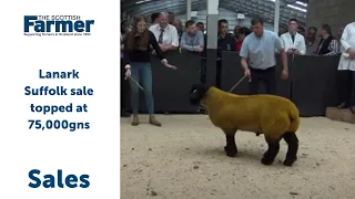 Lanark Suffolk sale topped at 75,000gns by John Gibb's Cairnton ram lamb