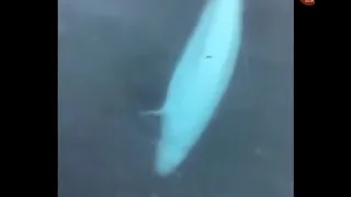 Whale Brings back a phone slipped from a Guy's hand