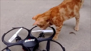 Cats VS Drones Mega Compilations November 2016  Funny cats