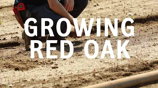 Growing Red Oak