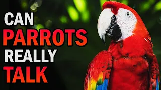 Can Parrots Really Talk (Can Parrots Have Conversations) | Creative Vision