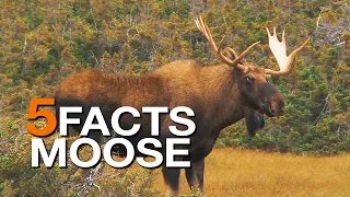 5 FACTS | on Moose  (True Facts)