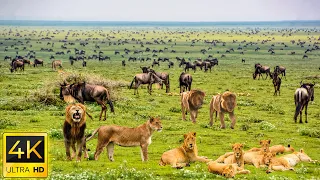 4K African Wildlife : The World's Greatest Migration from Tanzania to Kenya With Real Sounds