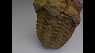 Aligned Trilobite halves