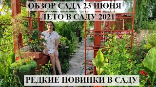 Обзор сада 23 июнь | Цветущий сад летом | НОВЫЕ РАСТЮШКИ В САДУ | ЛЕТО В САДУ 2021