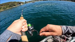 I have never seen bust ups like this !!!!! || Sydney Harbour Kingfish Bustups ||