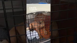 Crate training your vizsla puppy right when you pick them up from the breeder 🧡🐶 #shorts #puppy