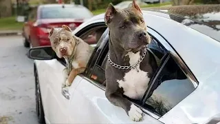 Any problems, dude! Funny videos with Pitbull dogs 🐶