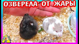 Переезды Хомяков 4 серия / Хомяки Кэмпбелла и Роборовского / Alisa Easy Pets
