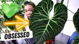 💚 plant chores and plant updates | anthurium, philodendron, hoya, & more