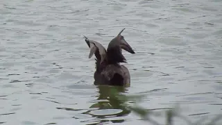 Eurasian coot preening