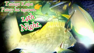 BIG SORGEON FISH, LONGNOSE EMPEROR.14th NIGHT SPEARFISHING.|| Gabby Ramal