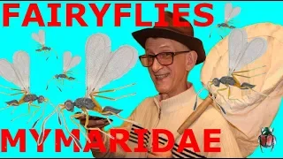 Fairyflies, Egg Parasitoids, Mymaridae (Hymenoptera, Chalcidoidea), Who Are They?