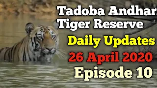 Tadoba Andhari Tiger Reserve || Daily Updates || 26 April 2020 || Episode 10 || Jungle Safari