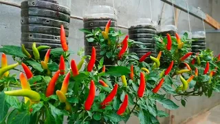 Growing Bell Peppers in Recycled Plastic Bottles Easy But Results are Amazing