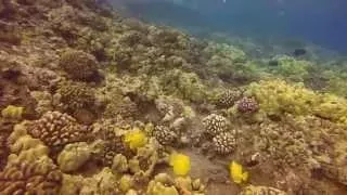 Snorkeling Molokini Crater with 100+ ft visibility - GoPro 1080p