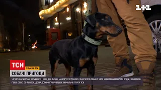 Як загублений собака Чак із Чернігова опинився у Львові | ТСН 19:30