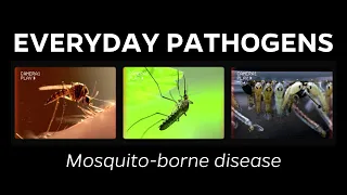 What are mosquito-borne diseases? A brief overview of Florida mosquitoes and disease transmission.