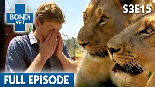 Risky Lion Surgery | Bondi Vet Season 3 Episode 15 | Bondi Vet Full Episodes