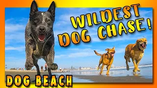 🌴Epic 5 Dog Chase on 🐕⛱️ DOG BEACH, plus a HuskyPoo (Husky Doodle?)! [DOG BEACH CRUISE CUT] in 4K