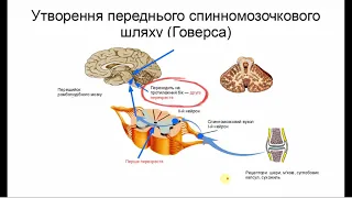 Провідні шляхи спинного мозку