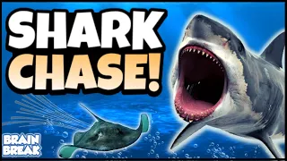 Shark Chase | Underwater Brain Break | GoNoodle Inspired