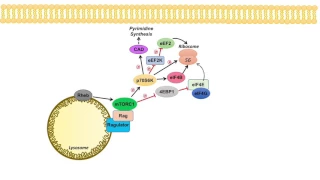 mTOR Signaling Pathway: mTOR Complexes, Regulation and Downstream effects