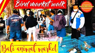 BIRD MARKET WALK || Bali Animal Market