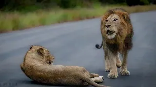 Male lion Announces Presence in Company of Lioness   Kruger National Park