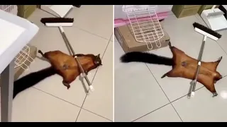 Flying Squirrel Repeatedly Fakes Its Own Death With A Broom Handle In Hilarious Viral Video