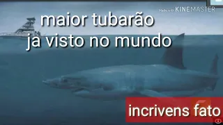 MEGALODON-O MAIOR TUBARÃO QUE JA EXISTIU... OU AINDA EXISTE?