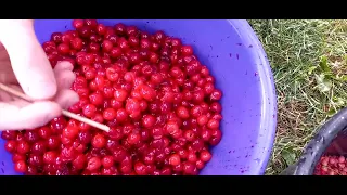 Как удалить косточку из вишни Быстрый и лёгкий способ / How to easily remove the pits from cherries