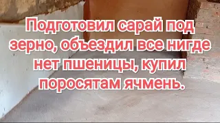 Поросятам 3 дня поставили железо, привезли солому, а быки ее едят не хуже, чем сено.